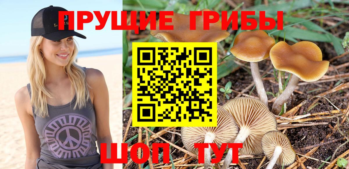 сколько стоит  Вход с VPN  Рассказово  Псилоцибиновые грибы Cubensis  Псилоцибиновые грибы Magic Shrooms 